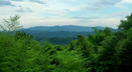 最美林業科技推廣員 此生只許那片綠