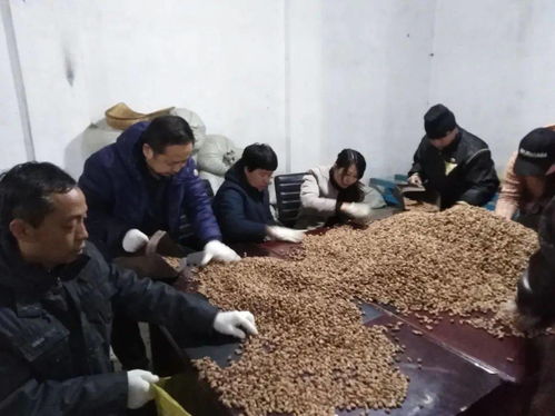 中國日報網 龍江森工集團 強化 選種育苗 助力生態龍江建設