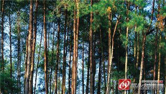 深度報(bào)道 懷化市推進(jìn)林業(yè)綜合改革助力生態(tài)惠民調(diào)查