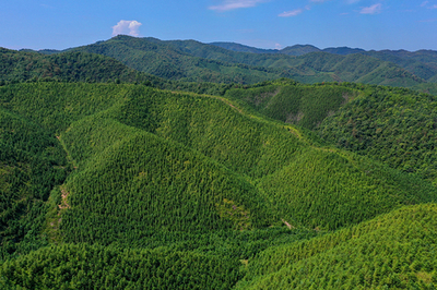 認(rèn)購(gòu)碳匯進(jìn)入司法實(shí)踐 與碳市場(chǎng)關(guān)系幾何?