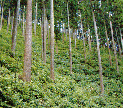 栃木縣農林業
