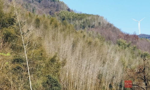 這片竹林枯死,林業專家說出原因