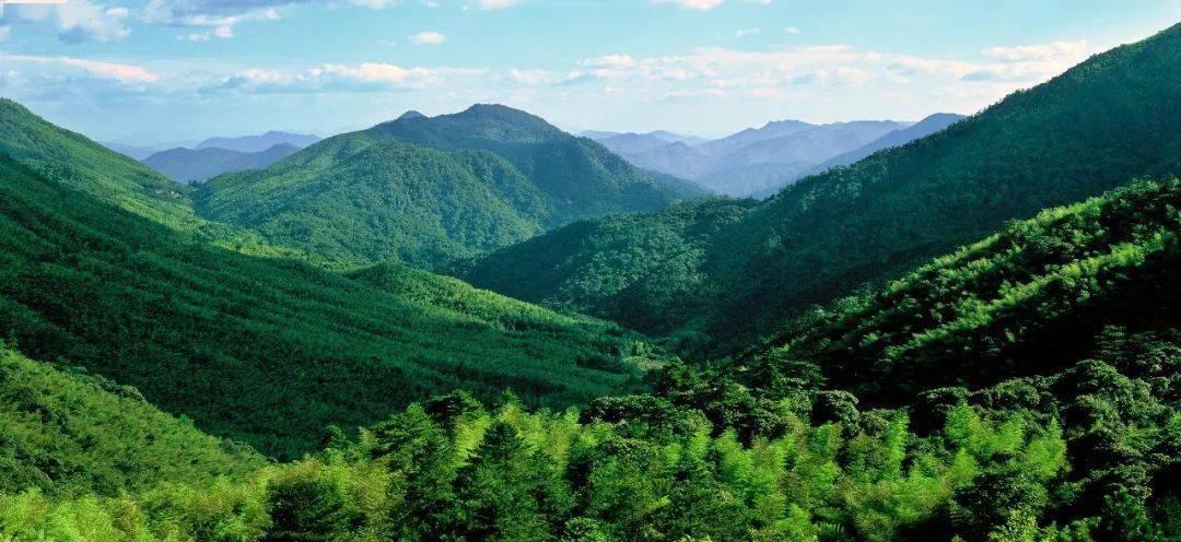中國生物多樣性保護 - 福建林業篇_紅樹林