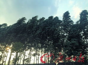 瘋狂的桉樹(shù)