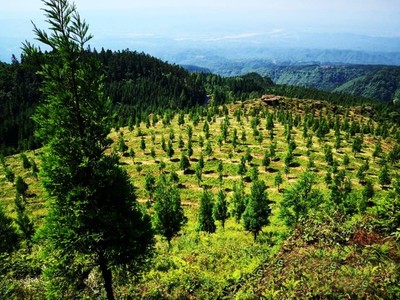 洪雅:科學規劃 將生態優勢轉化為產業動能